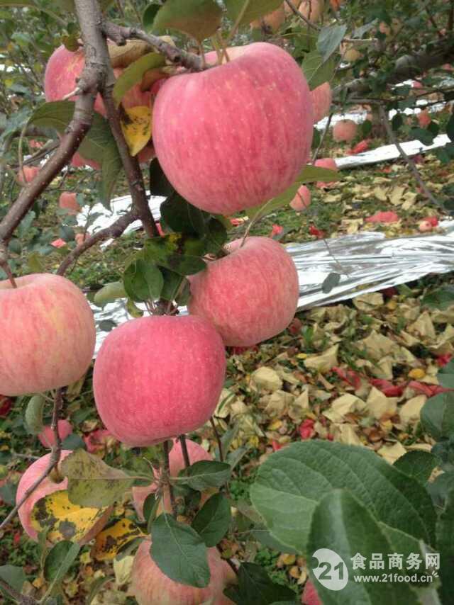 陕西苹果产地最新价格概览与动态分析