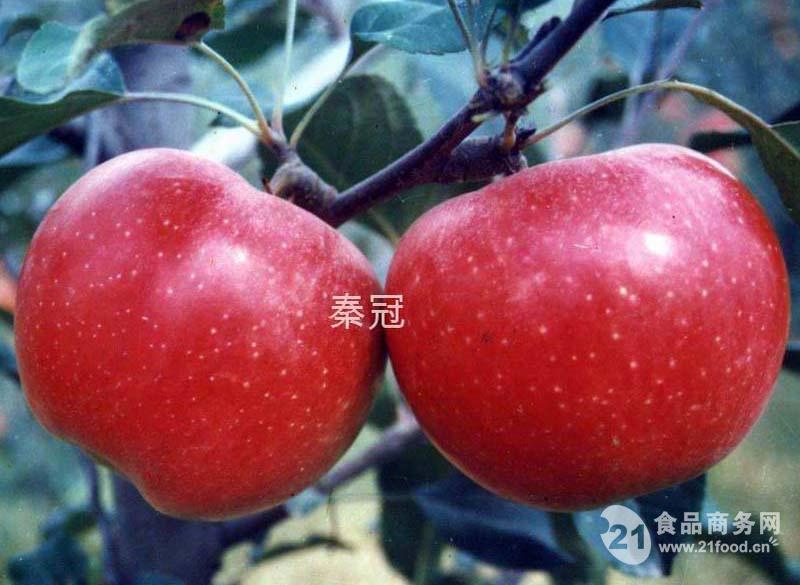 秦冠苹果最新价格揭秘，一场寻找内心平静的苹果之旅