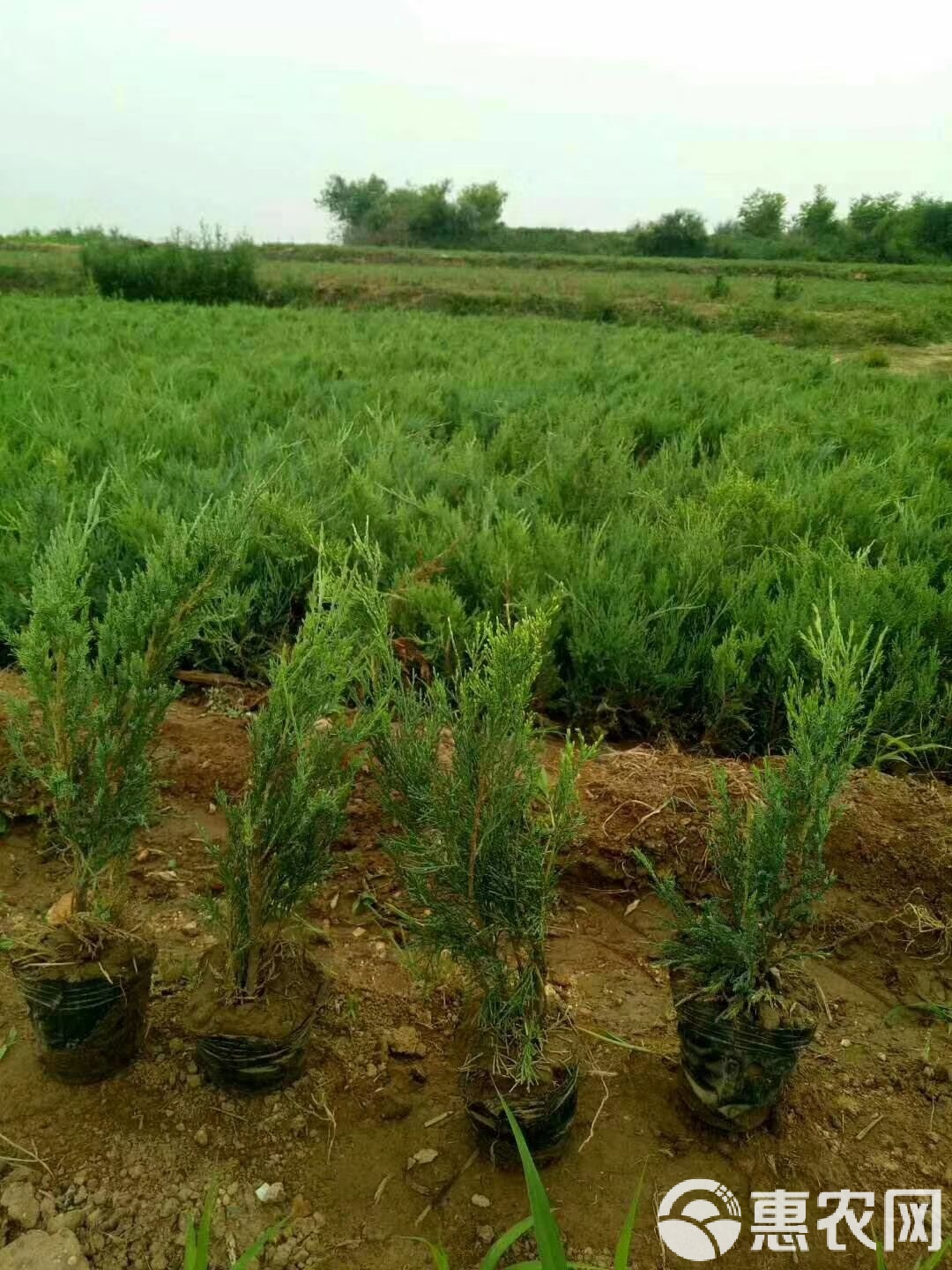 最新沙地柏求购信息，探寻背后的温情故事